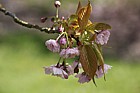 Prunus 'Imose'