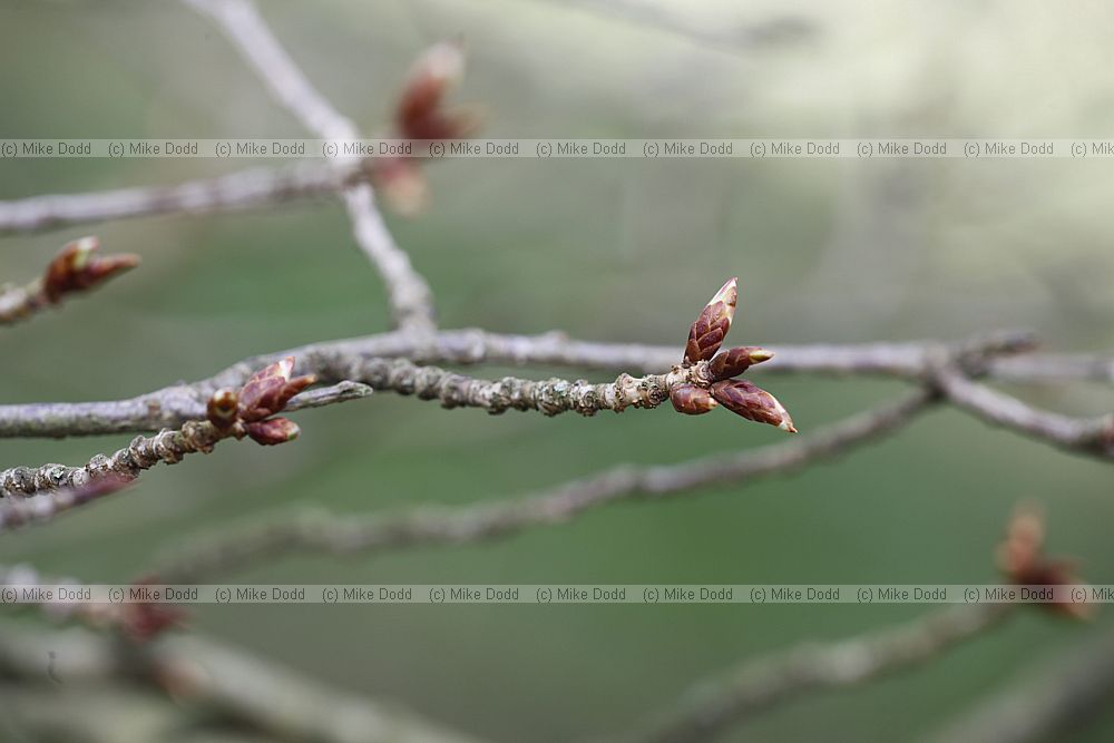 Prunus jamasakura Hill Cherry