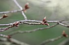 Prunus jamasakura Hill Cherry