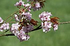 Prunus jamasakura