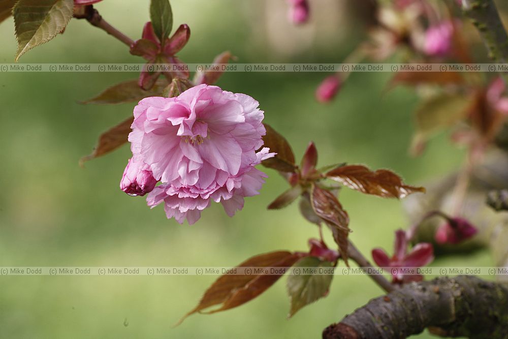 Prunus 'Kanzan'