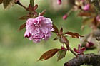 Prunus 'Kanzan'