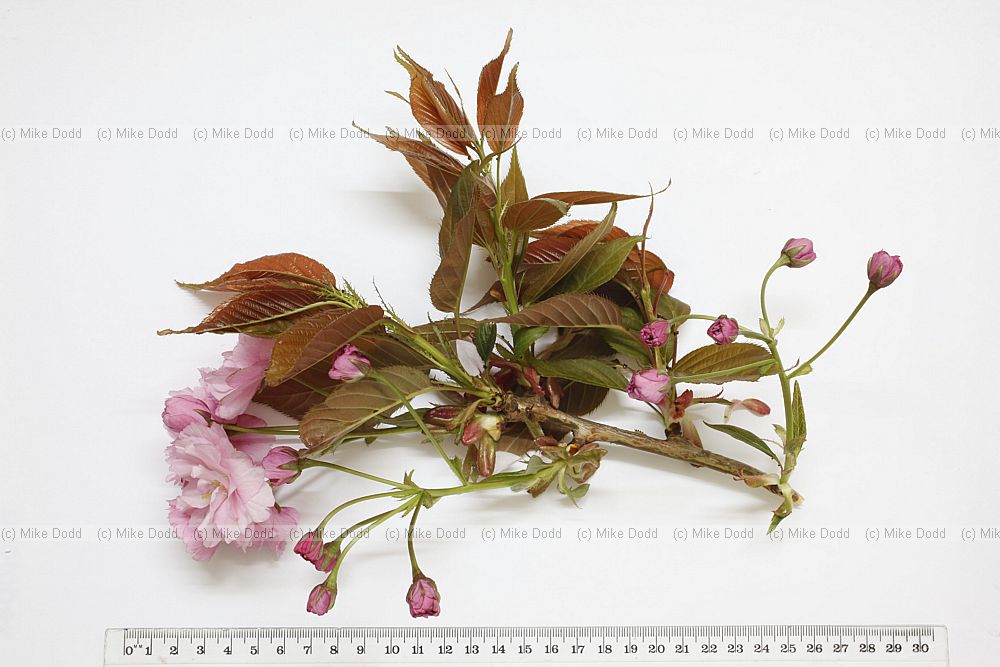 Prunus 'Kanzan'