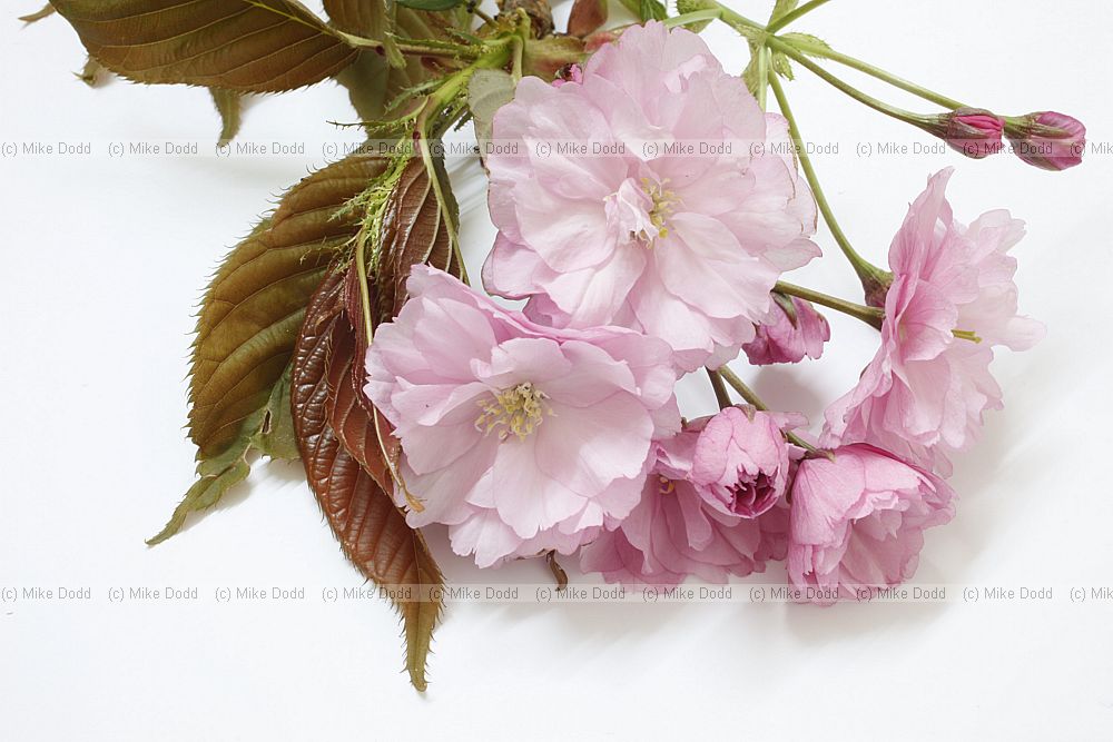 Prunus 'Kanzan'
