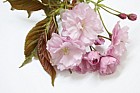 Prunus 'Kanzan'