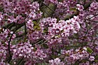 Prunus lannesiana 'Matumae Beni Yutaka'