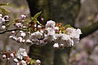 Prunus lannesiana 'Shiogama'
