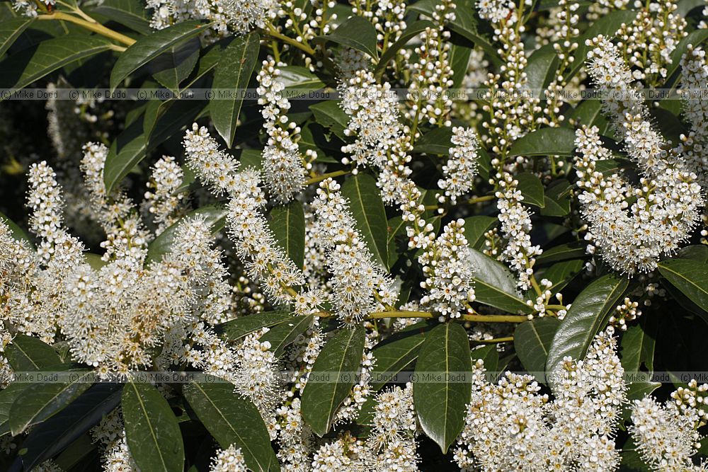Prunus laurocerasus Cherry laurel