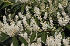 Prunus laurocerasus Cherry laurel