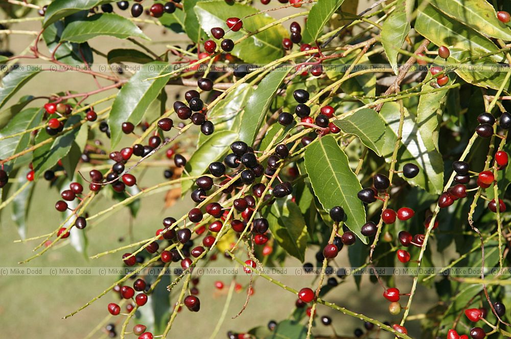 Prunus lusitanica Portugal Laurel
