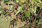 Prunus lusitanica Portugal Laurel