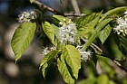 Prunus maackii Manchurian cherry
