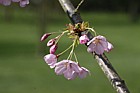 Prunus 'Matsumae-akathu-kinokane'