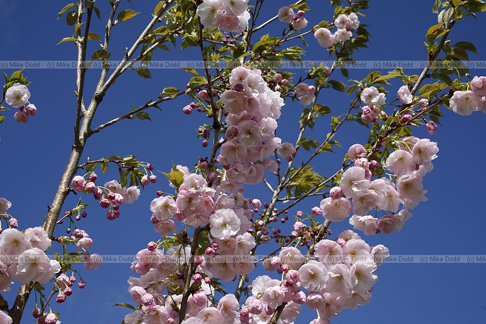 Prunus 'Matsumae-akathu-kinokane'
