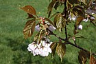 Prunus 'Matsumae-asami'