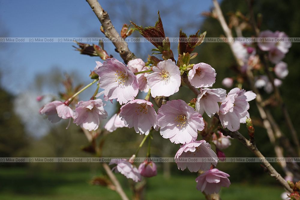 Prunus 'Matsumae-beni-higoromo'
