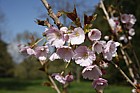 Prunus 'Matsumae-beni-higoromo'