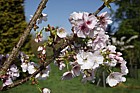 Prunus 'Matsumae-beni-kosode'