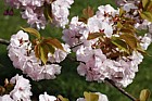Prunus 'Matsumae-hana-guruma'