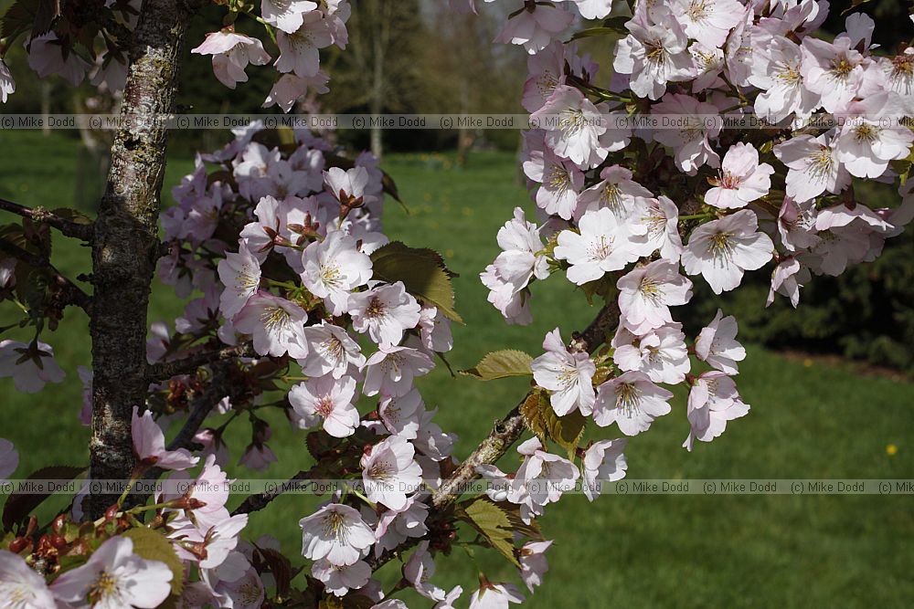 Prunus 'Matsumae-hana-miyako'