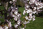 Prunus 'Matsumae-hana-miyako'