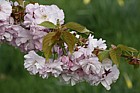 Prunus 'Matsumae-hanaguruma'