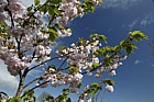 Prunus 'Matsumae-hokuho'