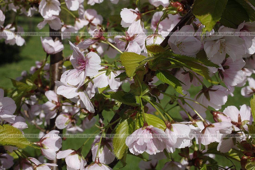 Prunus 'Matsumae-mathimur-zakura'