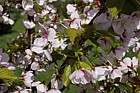 Prunus 'Matsumae-mathimur-zakura'