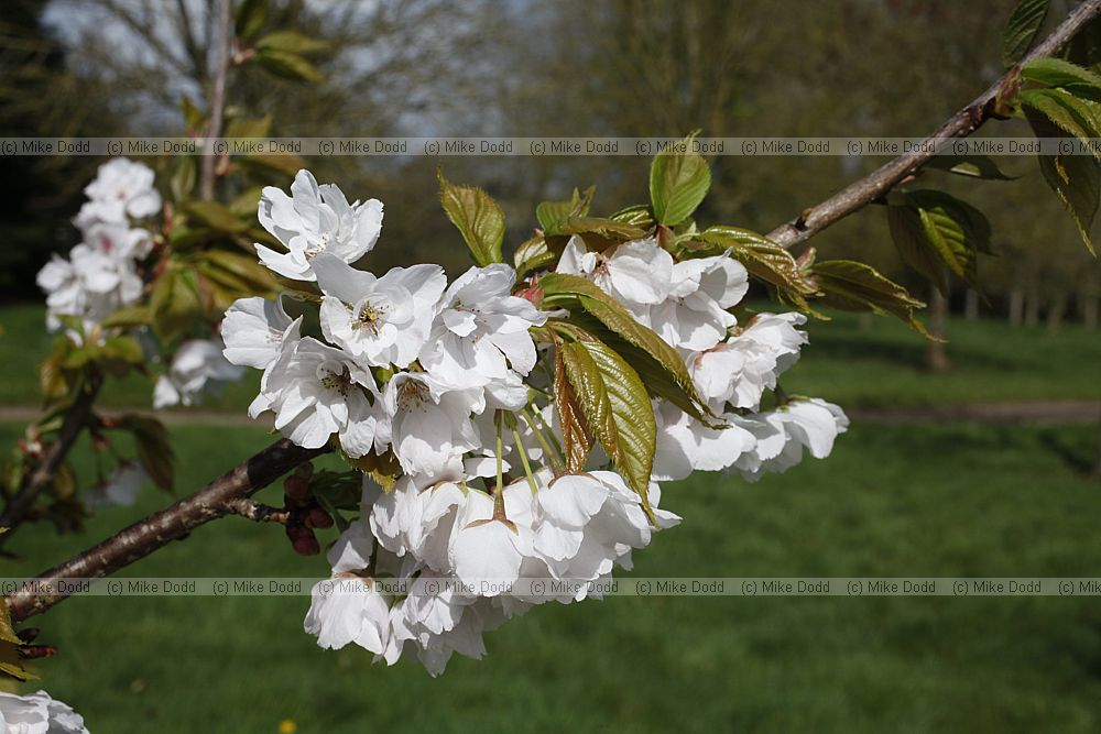 Prunus 'Matsumae-sasameyuki'