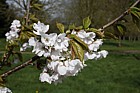 Prunus 'Matsumae-sasameyuki'