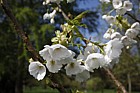 Prunus 'Matsumae-takinoito'