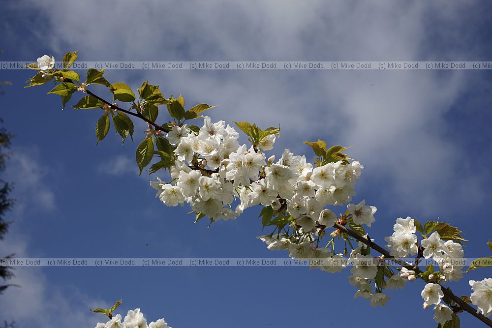 Prunus 'Matsumae-tama-gaki'