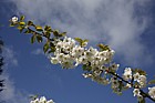 Prunus 'Matsumae-tama-gaki'