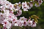 Prunus 'Matsumae-usagasanesomei'