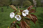 Prunus 'Matsumae-usu-beni-kokonoe'