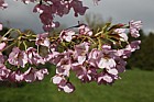 Prunus 'Matsumae-usugasane-somei'