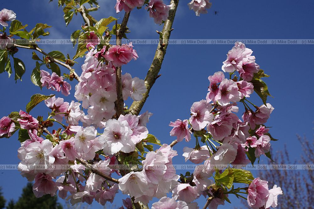 Prunus 'Matsumae-wakamushiya-zakura'