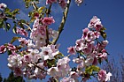 Prunus 'Matsumae-wakamushiya-zakura'
