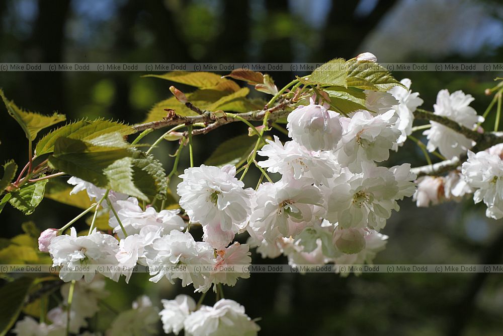 Prunus 'Matsumae hanazomei'