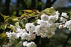 Prunus 'Matsumae hanazomei'