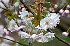 Prunus 'Matsumae Hokuho'