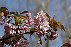 Prunus 'Mose Sato Zakura'