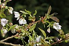 Prunus 'Ojochin'