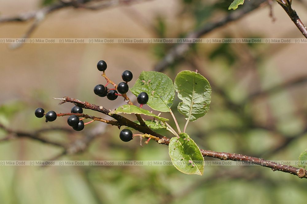 Prunus padus Bird Cherry