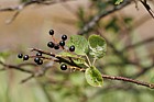 Prunus padus Bird Cherry
