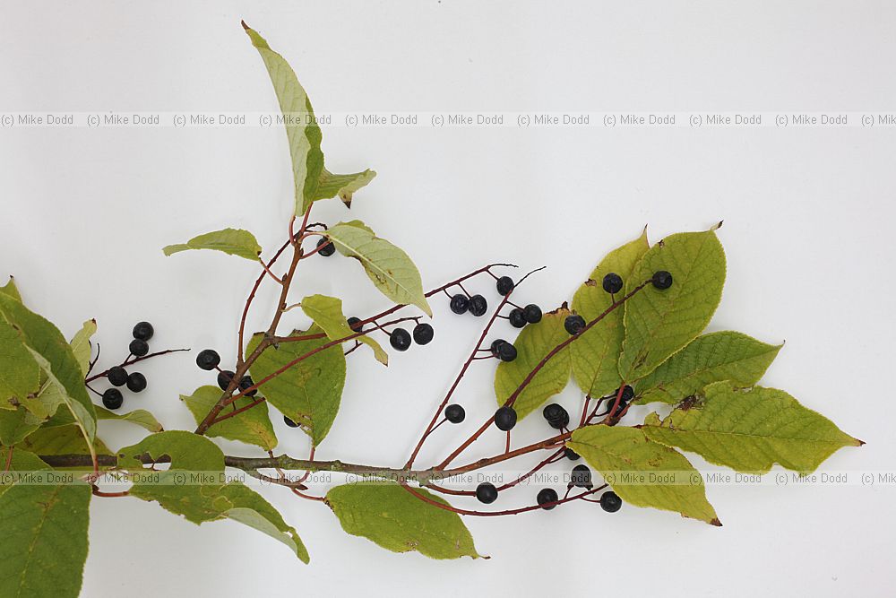 Prunus padus Bird Cherry