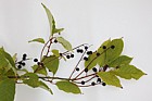 Prunus padus Bird Cherry