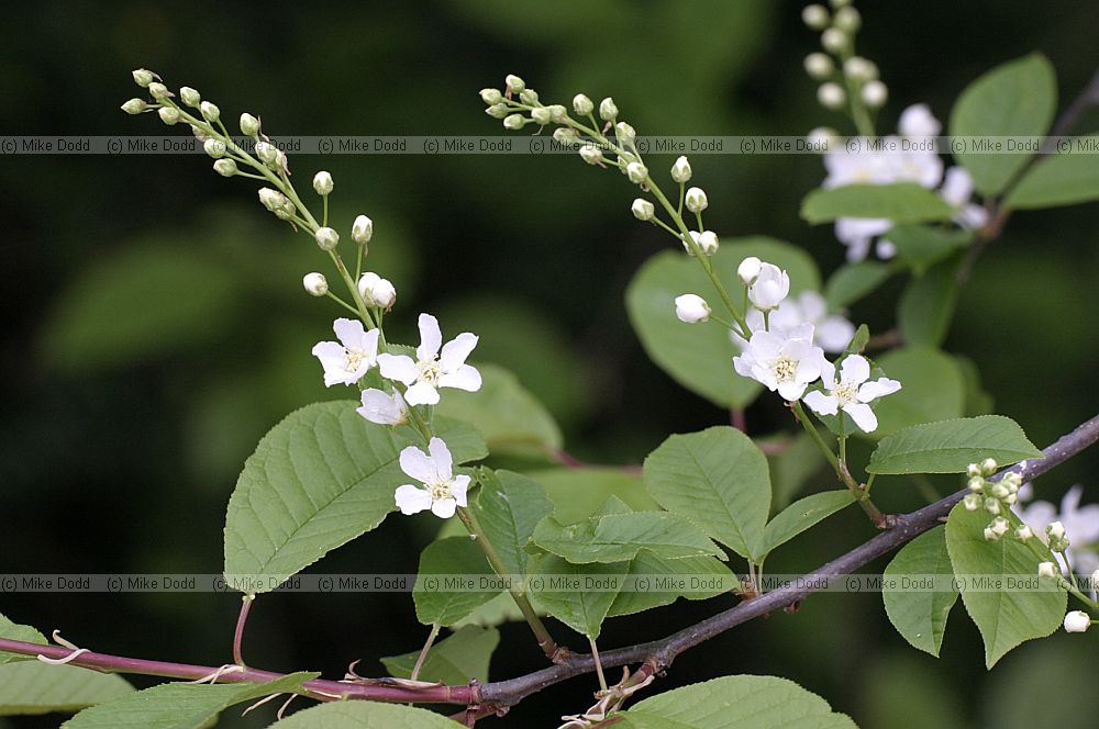 Prunus padus