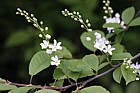 Prunus padus